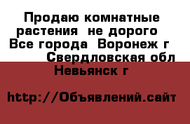 Продаю комнатные растения  не дорого - Все города, Воронеж г.  »    . Свердловская обл.,Невьянск г.